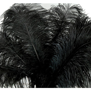 Black ostrich feathers for rent