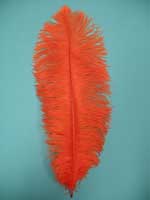 Bright Orange ostrich feathers for rent