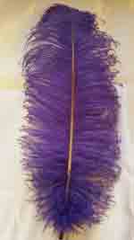 Purple ostrich feathers for rent