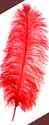 Red ostrich feathers for rent