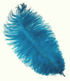 Turquoise ostrich feathers for rent
