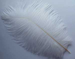 White ostrich feathers for rent