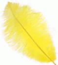 Bright Yellow ostrich feathers for rent