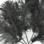 black ostrich tail feathers