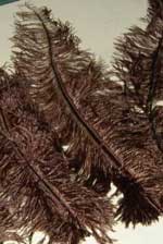 chocolate brown ostrich feathers