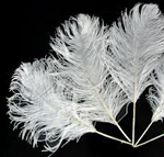 white ostrich tail feathers